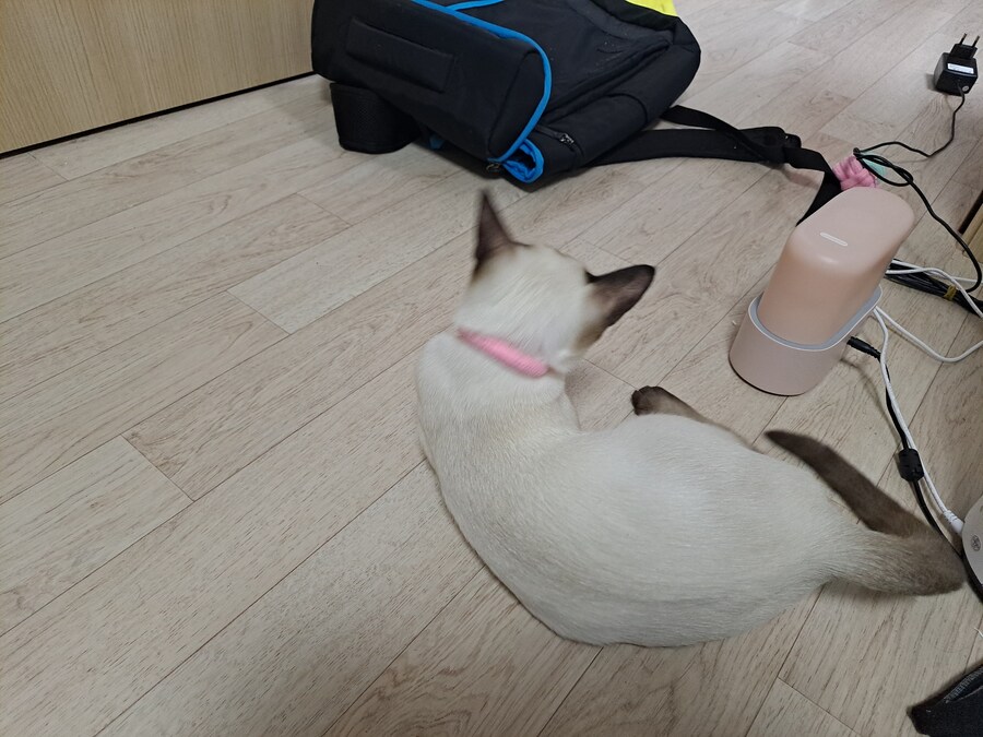 고양이하고 놀아주기 귀찮아서 선택한 집사의 꼼수_3.jpg