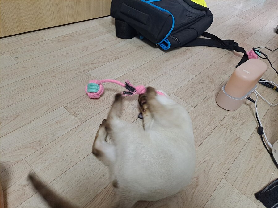 고양이하고 놀아주기 귀찮아서 선택한 집사의 꼼수_4.jpg