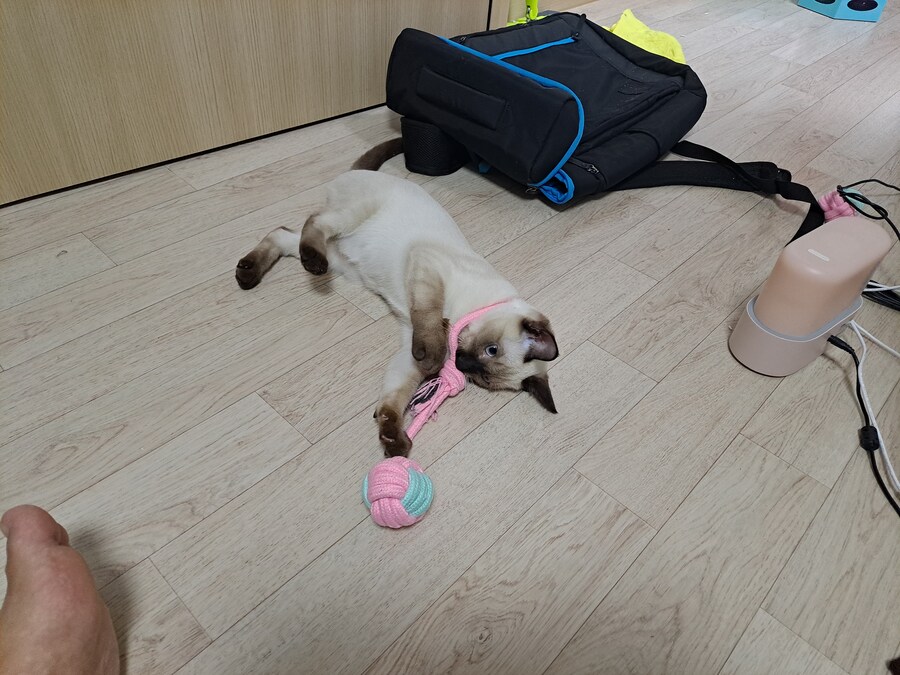 고양이하고 놀아주기 귀찮아서 선택한 집사의 꼼수_5.jpg