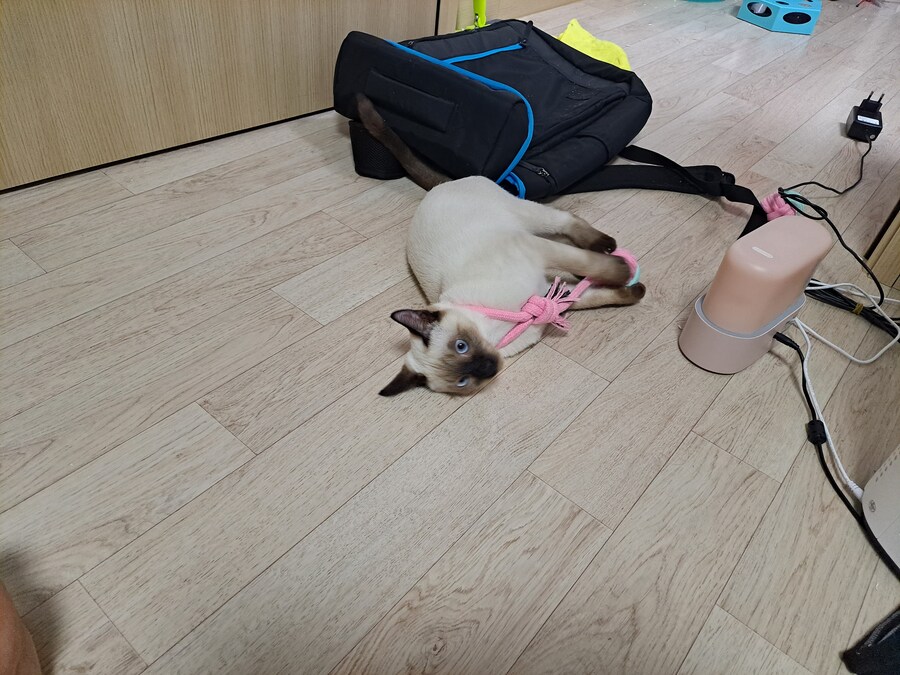 고양이하고 놀아주기 귀찮아서 선택한 집사의 꼼수_6.jpg