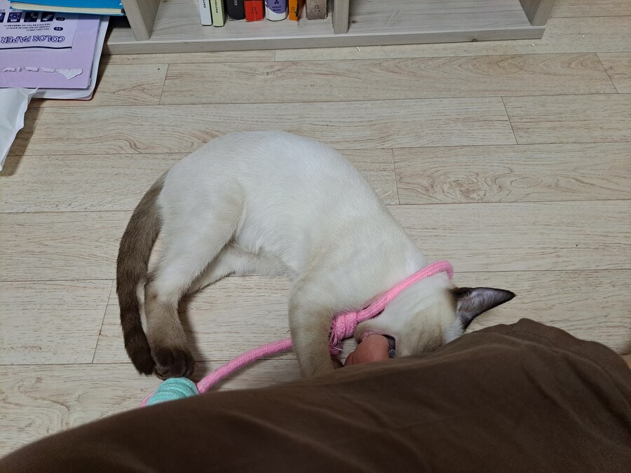 고양이하고 놀아주기 귀찮아서 선택한 집사의 꼼수_7.jpg