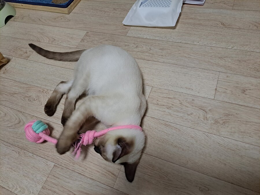 고양이하고 놀아주기 귀찮아서 선택한 집사의 꼼수_8.jpg