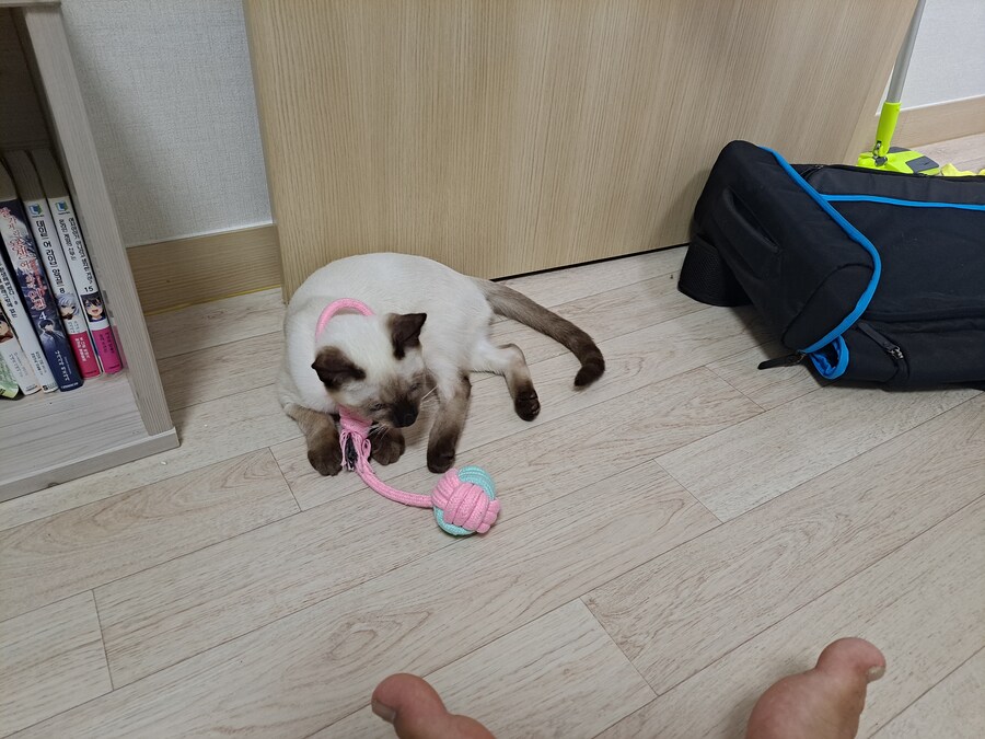 고양이하고 놀아주기 귀찮아서 선택한 집사의 꼼수_9.jpg
