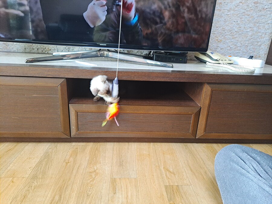 가족들 몰래 고양이 키운 사실 고백할 때 보낸 사진_3.jpg