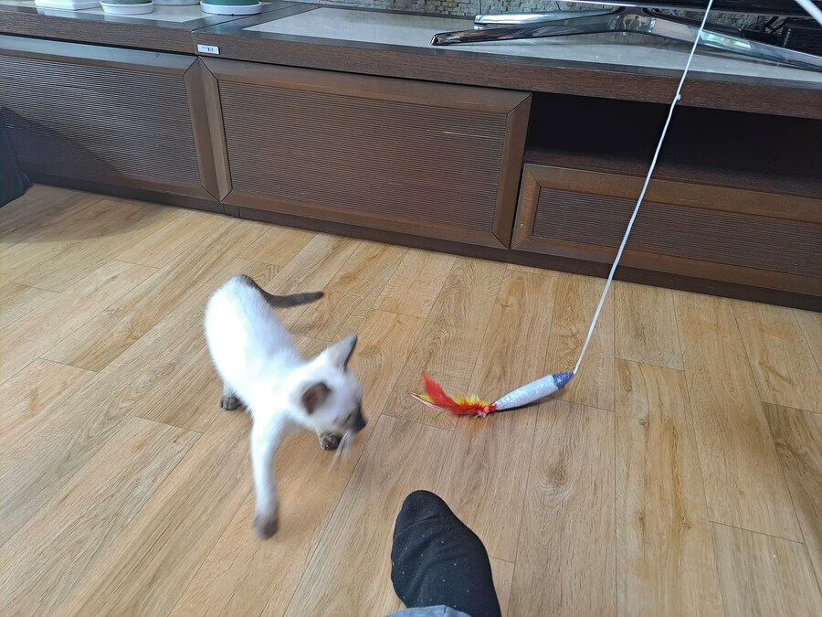 가족들 몰래 고양이 키운 사실 고백할 때 보낸 사진_4.jpg