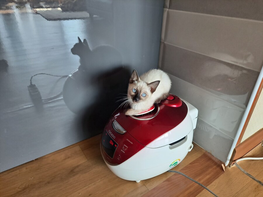 가족들 몰래 고양이 키운 사실 고백할 때 보낸 사진_6.jpg