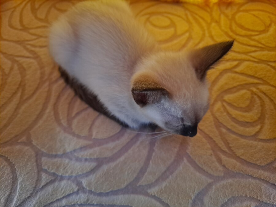 가족들 몰래 고양이 키운 사실 고백할 때 보낸 사진_8.jpg