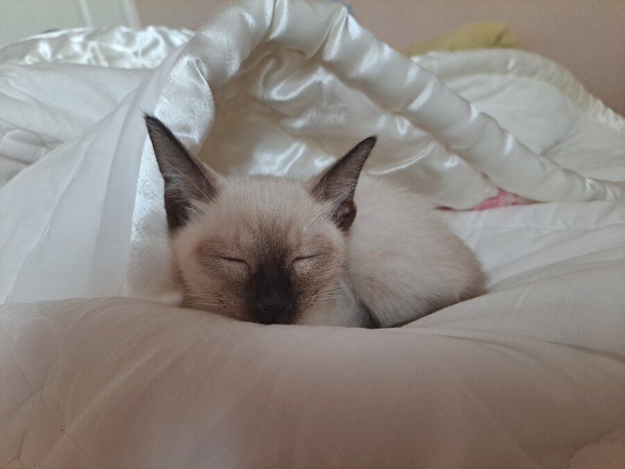 가족들 몰래 고양이 키운 사실 고백할 때 보낸 사진_9.jpg