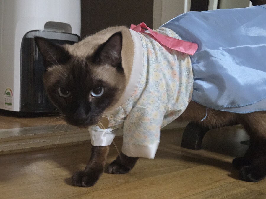 가족들 몰래 고양이 키운 사실 고백할 때 보낸 사진_14.jpg