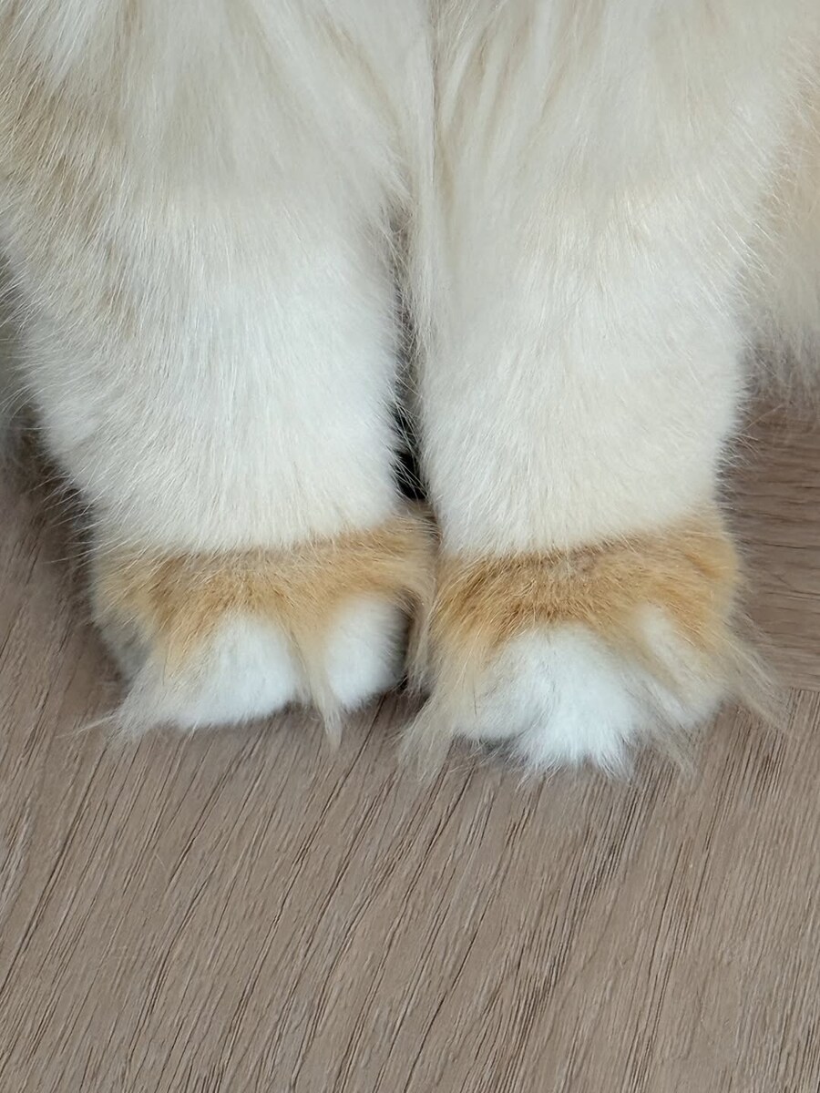 고양이 앞발 모음..._3.jpg