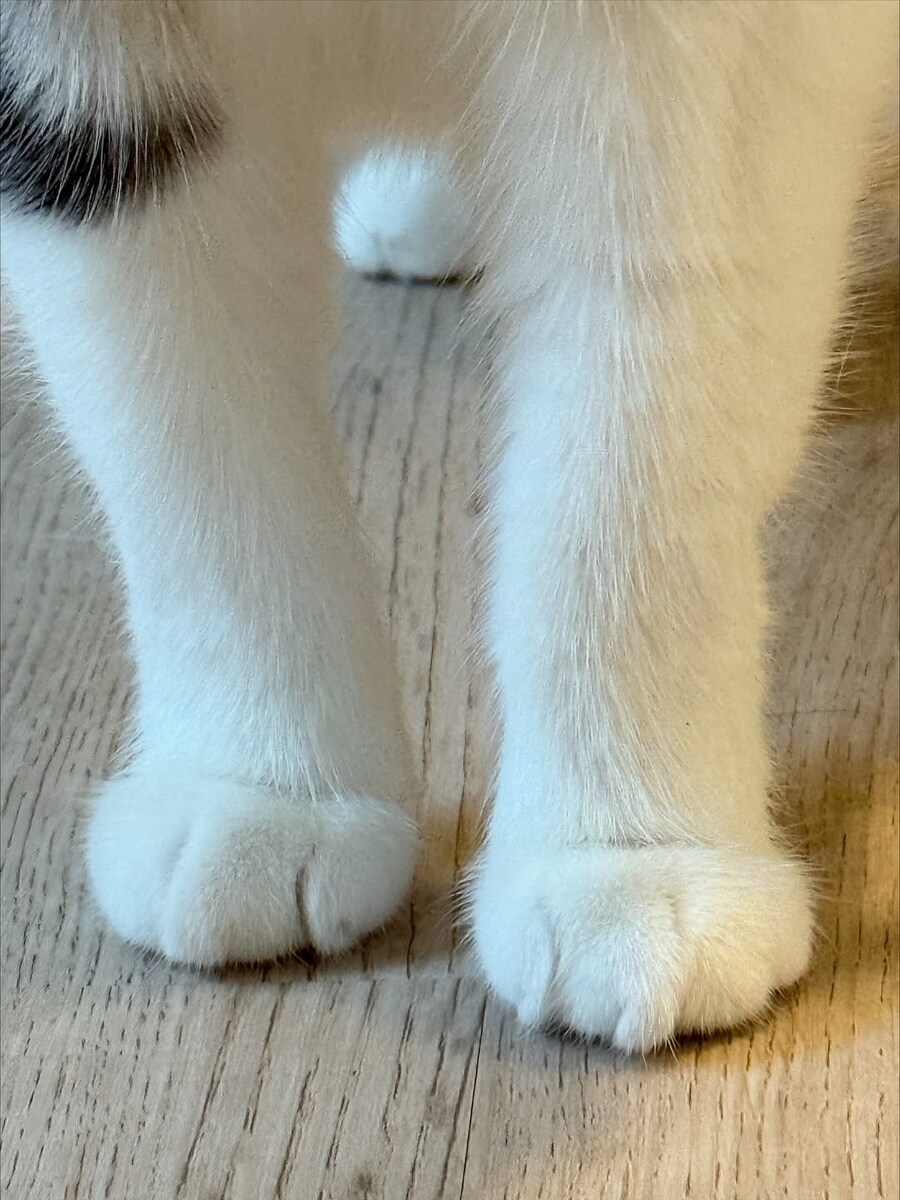 고양이 앞발 모음..._4.jpg