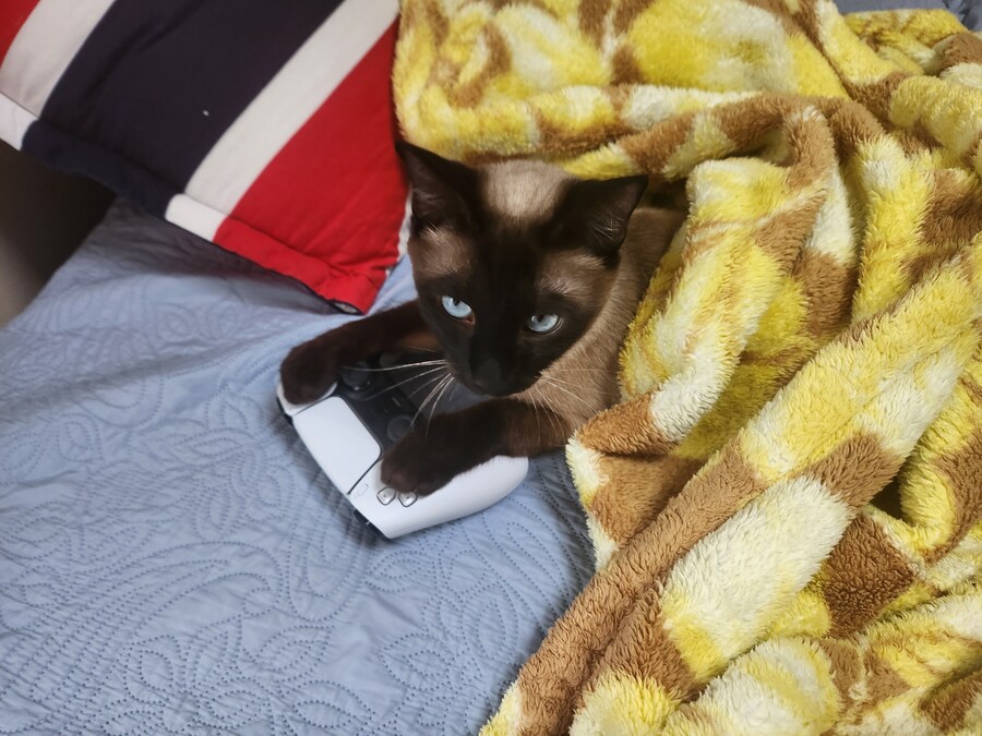 고양이 용품은 솔직히 비싸지만 그래도 사랑하는 고양이를 위해서라면.._1.jpg