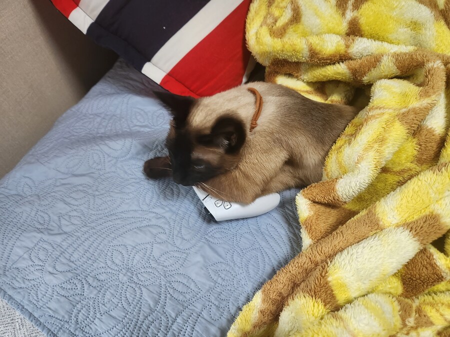 고양이 용품은 솔직히 비싸지만 그래도 사랑하는 고양이를 위해서라면.._2.jpg