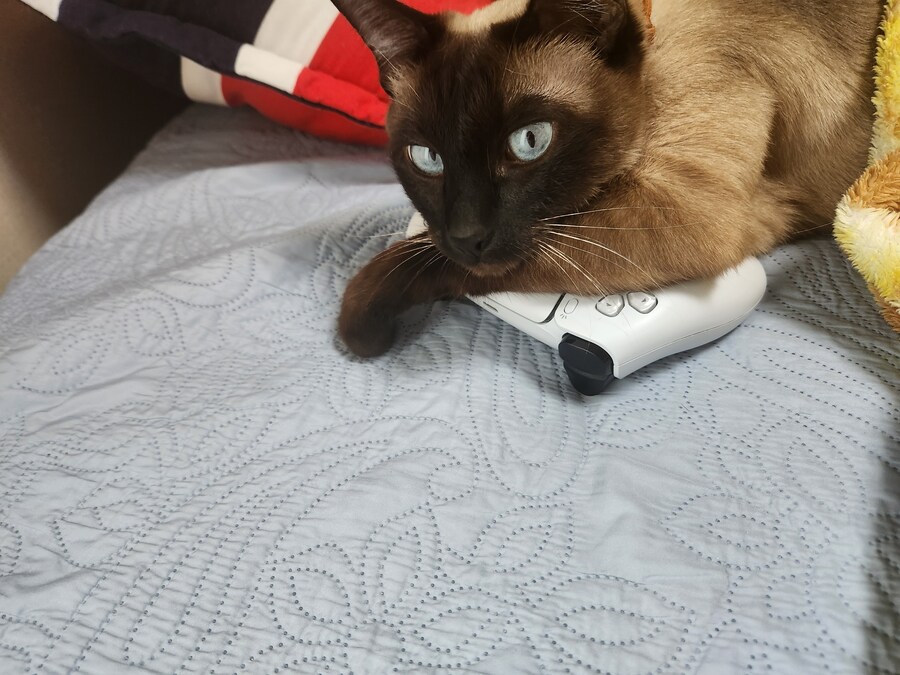 고양이 용품은 솔직히 비싸지만 그래도 사랑하는 고양이를 위해서라면.._3.jpg