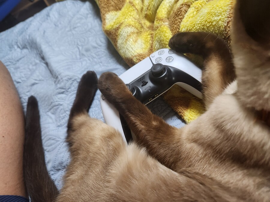 고양이 용품은 솔직히 비싸지만 그래도 사랑하는 고양이를 위해서라면.._5.jpg