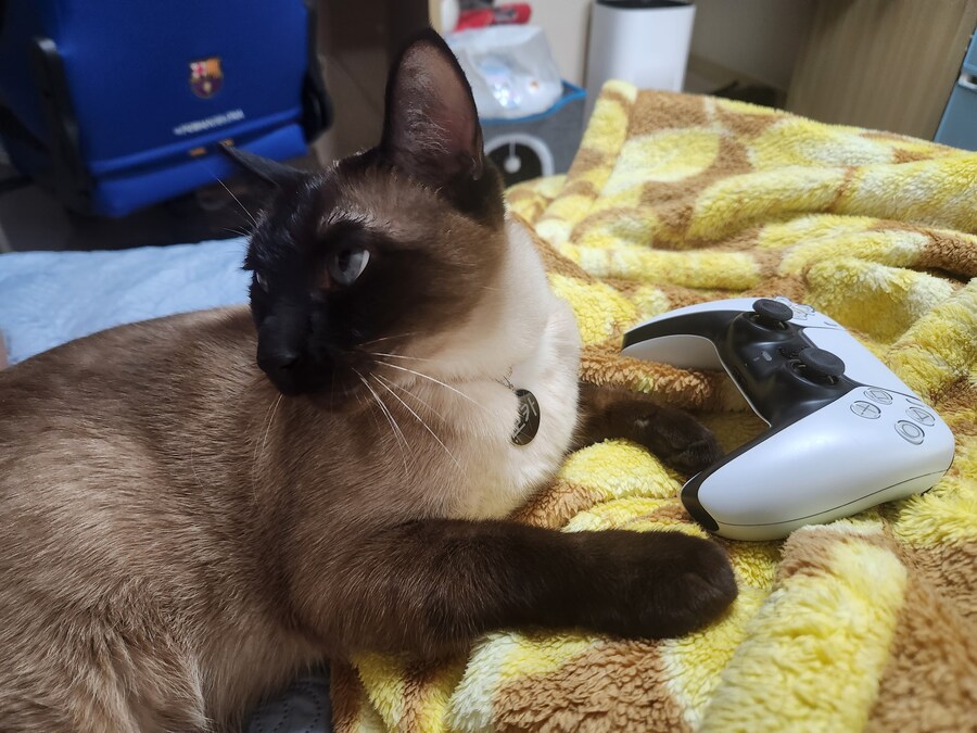 고양이 용품은 솔직히 비싸지만 그래도 사랑하는 고양이를 위해서라면.._8.jpg