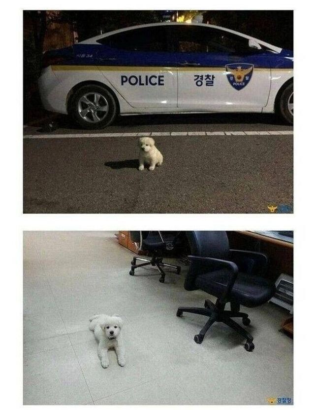 버려진 개를 주워다가 키우기 시작한 경찰아저씨.jpg_1.jpg