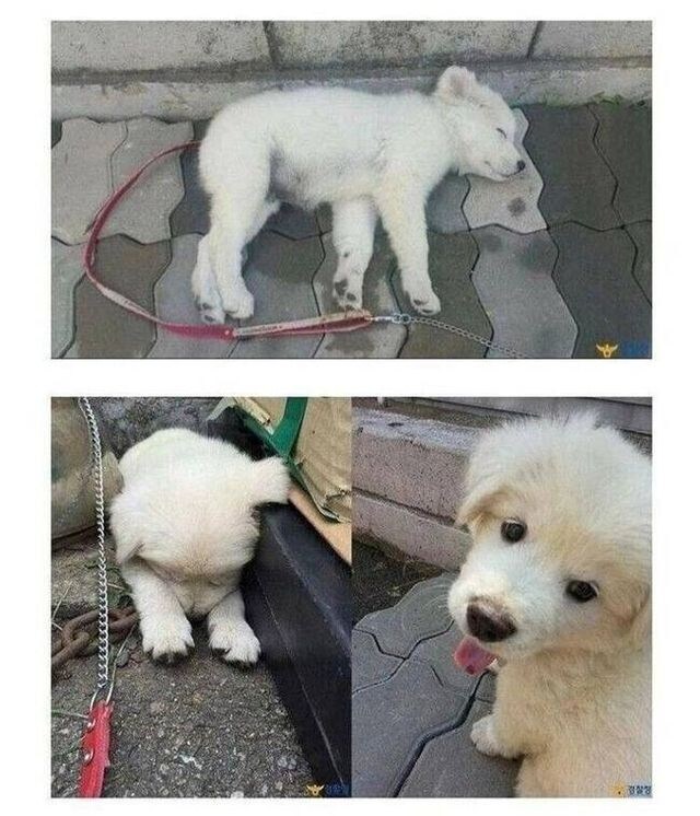 버려진 개를 주워다가 키우기 시작한 경찰아저씨.jpg_2.jpg