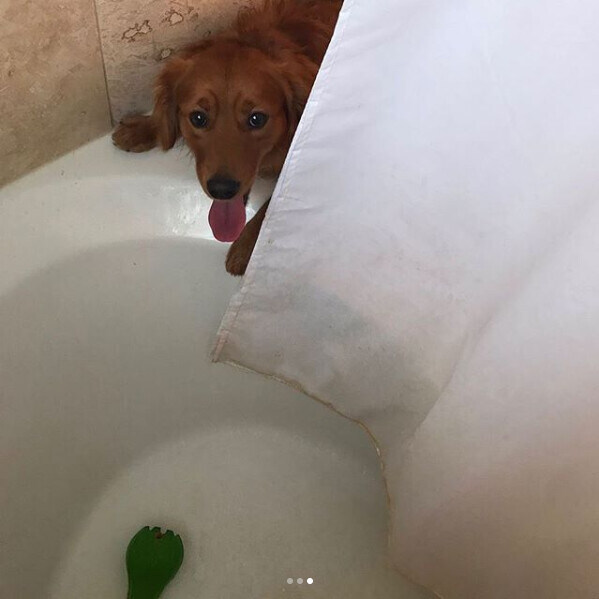 쭈인이 씻을때마다 걱정하는 멍멍이.jpg_2.jpg