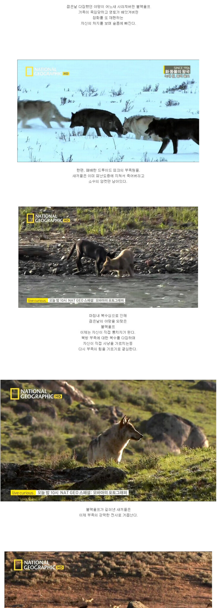 검은늑대 이야기 뒷 이야기 가져옴_4.jpg