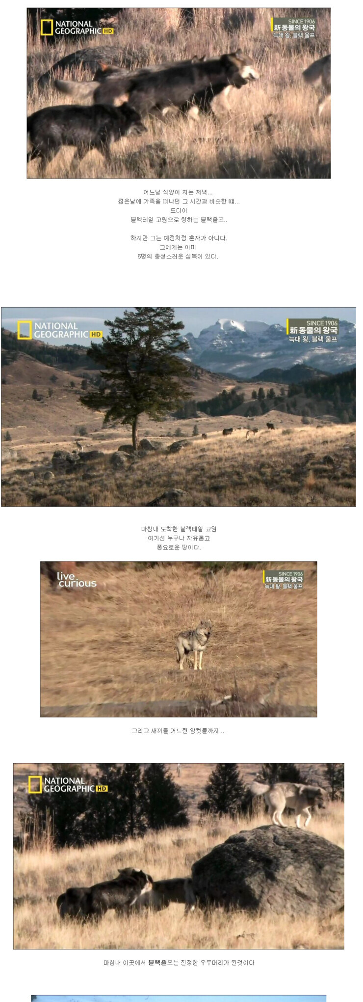 검은늑대 이야기 뒷 이야기 가져옴_6.jpg