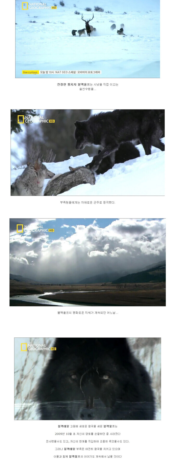 검은늑대 이야기 뒷 이야기 가져옴_7.jpg