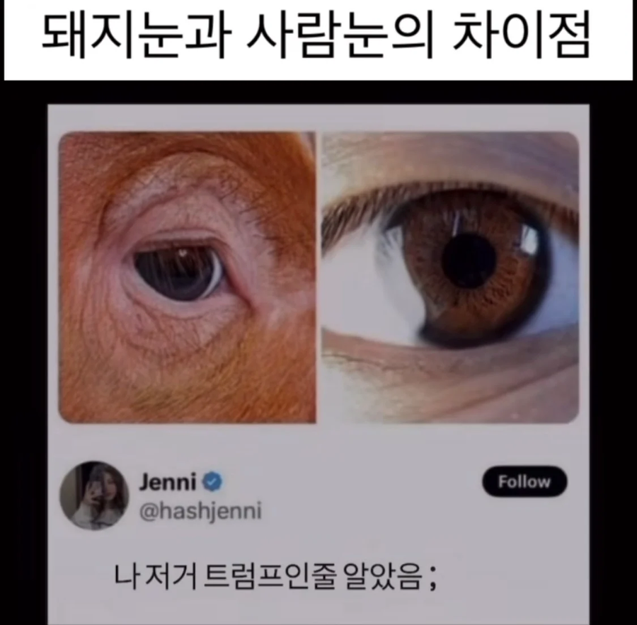 돼지눈과 사람눈의 차이점.jpg_1.webp