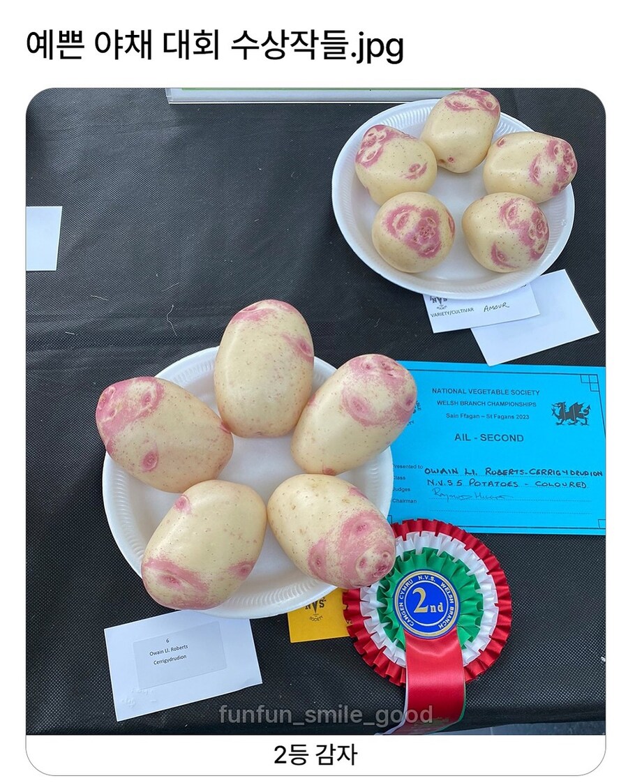 예쁜 야채 대회 수상작들.jpg_1.jpg