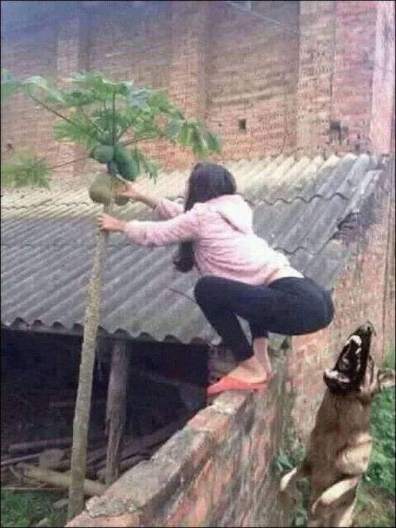 파파야를 따는 여자를 노리는 개임 추천좀_1.webp