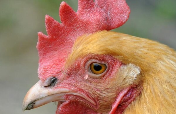 차팔이 폰팔이 용팔이 회동 최대 피해자_1.jpg