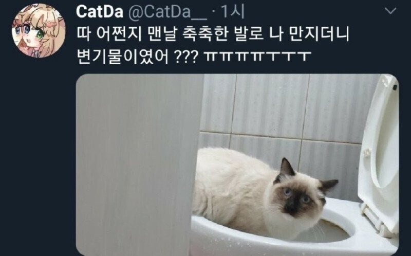 고양이의 촉촉하고 말랑한 발이 사실..._1.jpg