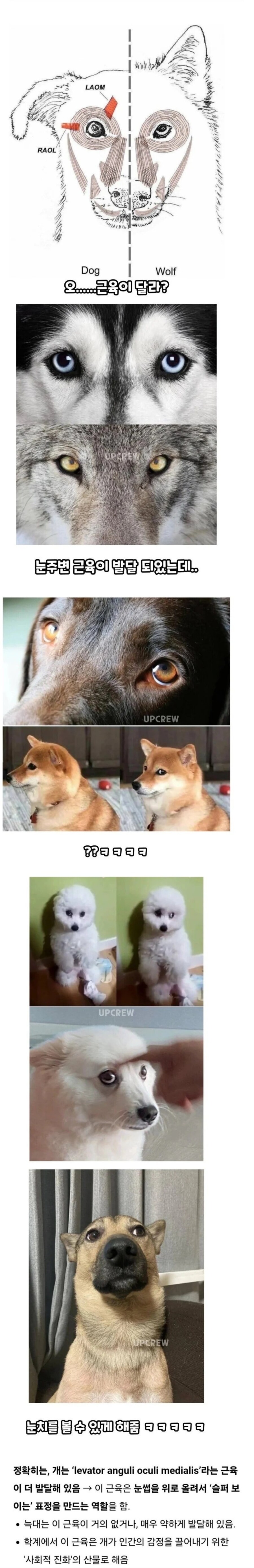 늑대는 없고 개는 있는 근육_1.jpg