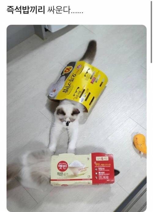 오뚜기밥 vs 햇반.jpg_1.jpg