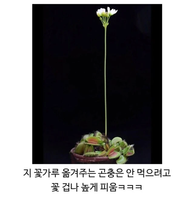 파리지옥 은근 어이없는 점.jpg_2.webp