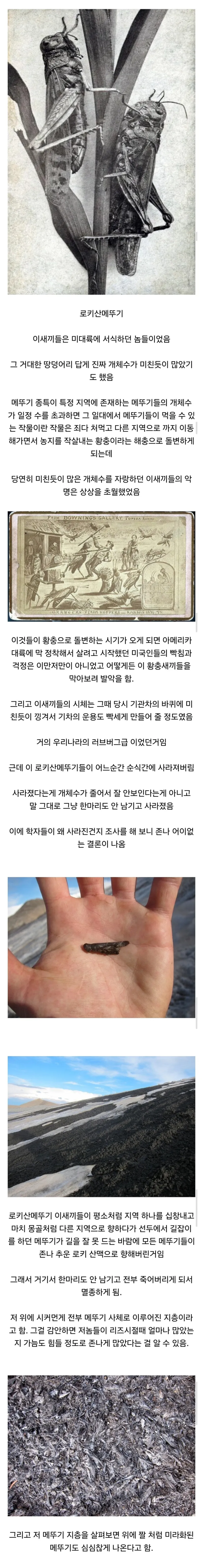 멸종 원인이 가장 골때리는 곤충 원탑_1.webp