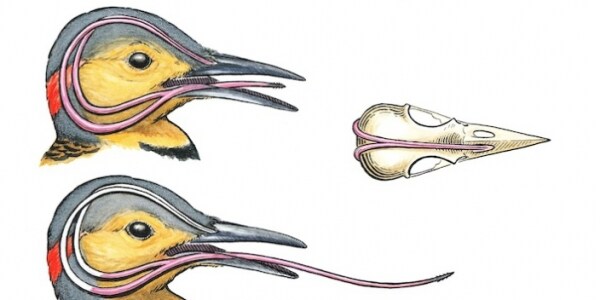 딱따구리에 짦은 상식_2.jpg