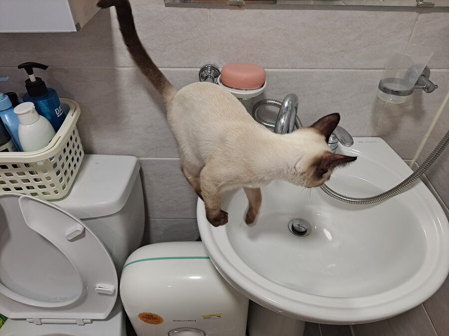 무식해서 용감했던 시절의 아깽이..._1.jpg