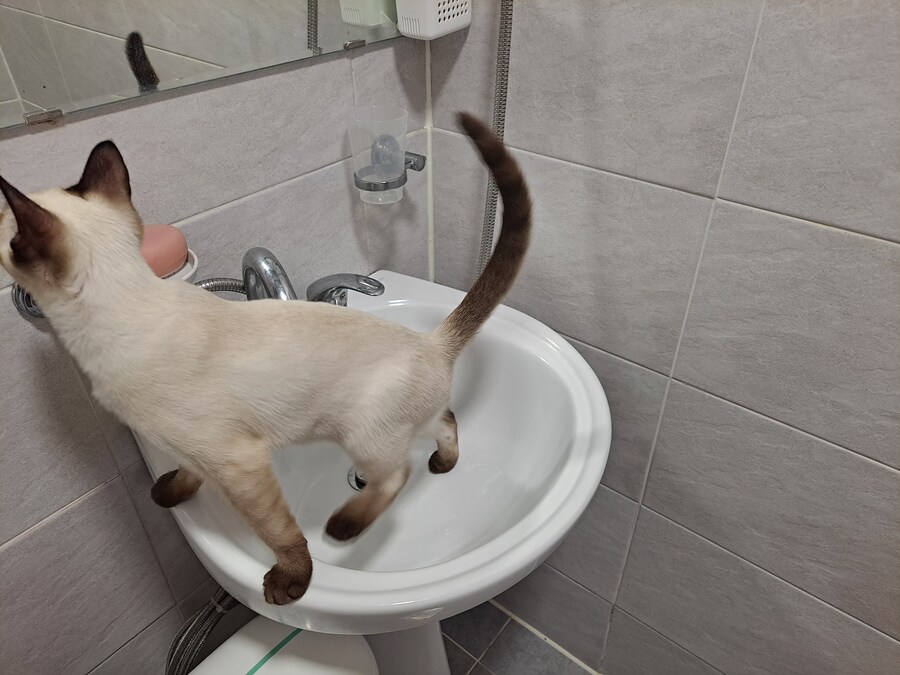 무식해서 용감했던 시절의 아깽이..._2.jpg