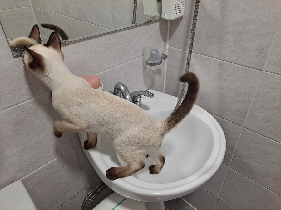 무식해서 용감했던 시절의 아깽이..._3.jpg