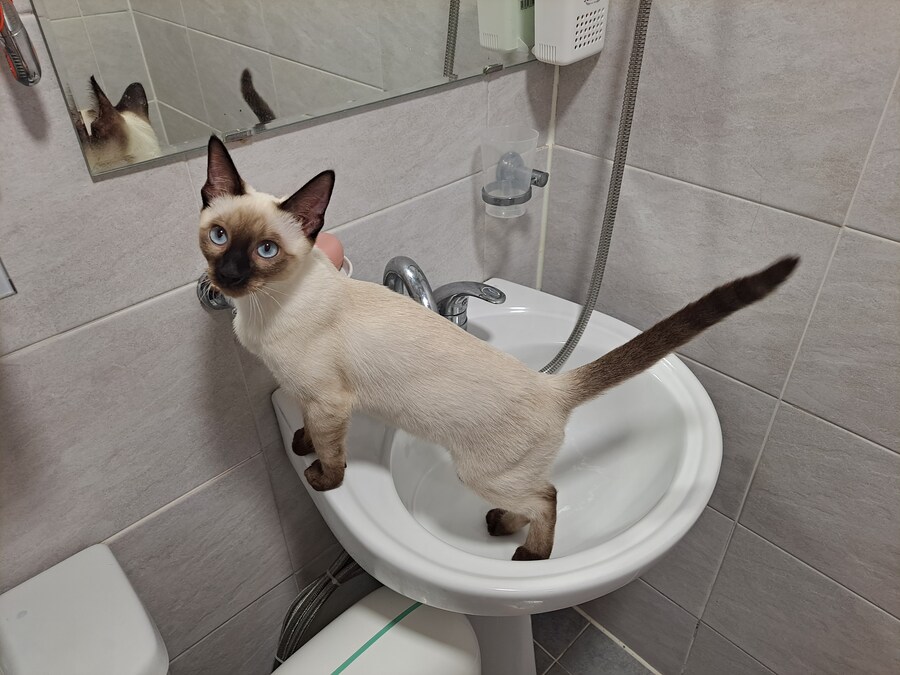 무식해서 용감했던 시절의 아깽이..._5.jpg