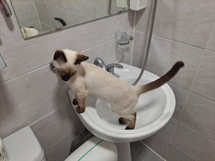 무식해서 용감했던 시절의 아깽이..._6.jpg