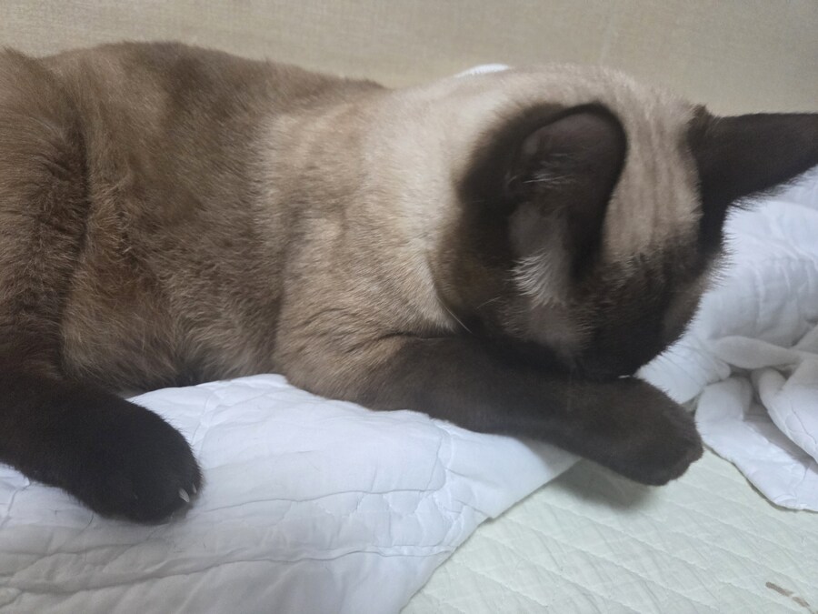 무식해서 용감했던 시절의 아깽이..._7.jpg