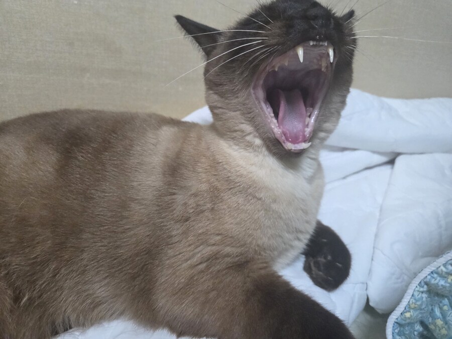 무식해서 용감했던 시절의 아깽이..._8.jpg