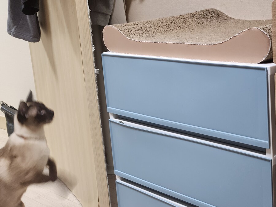 크 우리집 고양이 또또캐~~~_3.jpg