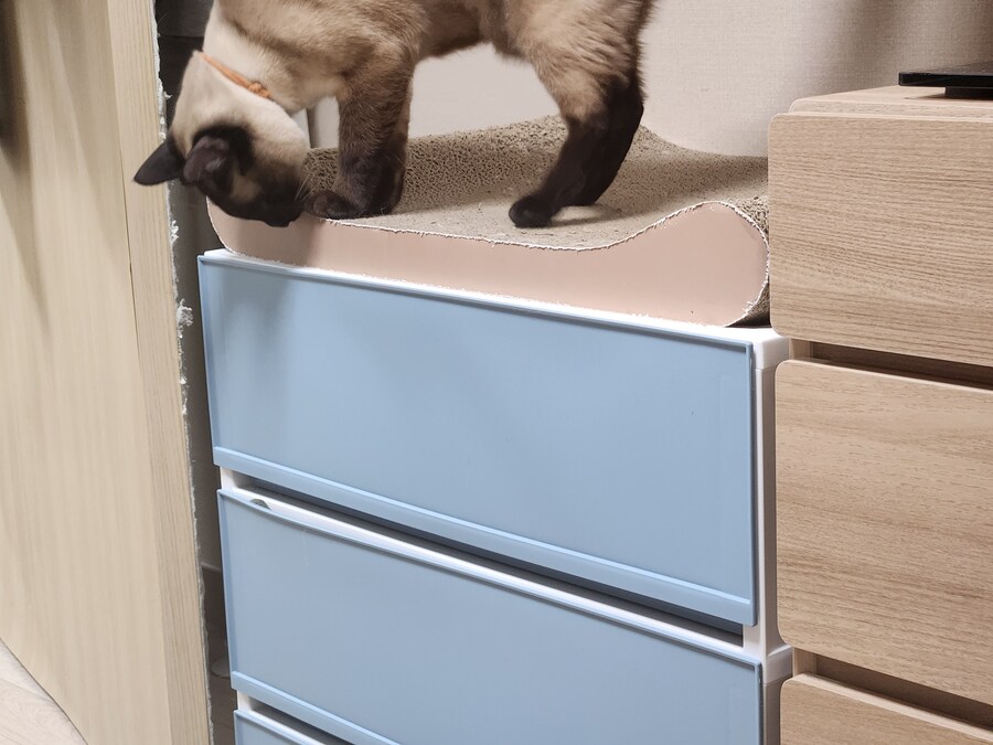 크 우리집 고양이 또또캐~~~_4.jpg