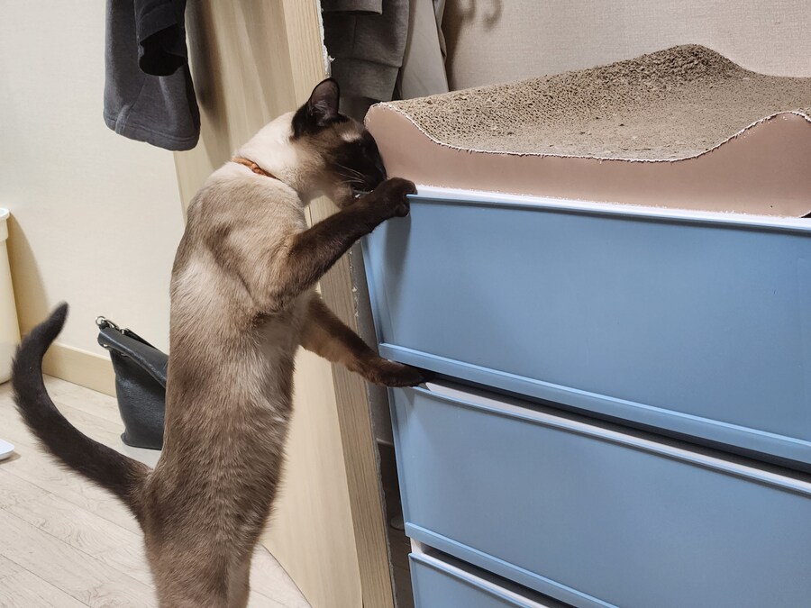 크 우리집 고양이 또또캐~~~_2.jpg