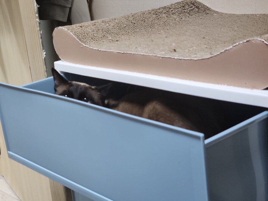 크 우리집 고양이 또또캐~~~_10.jpg