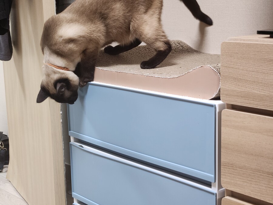 크 우리집 고양이 또또캐~~~_5.jpg