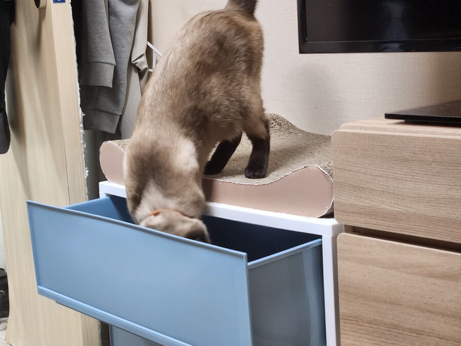 크 우리집 고양이 또또캐~~~_6.jpg