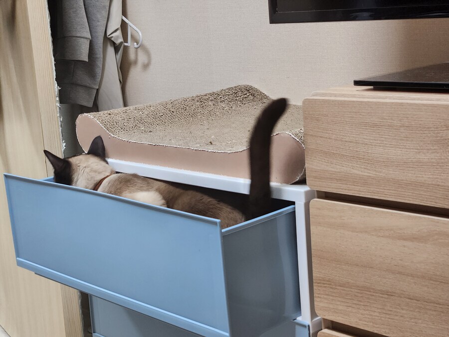 크 우리집 고양이 또또캐~~~_7.jpg